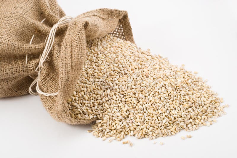 Burlap sack with pearl barley spilling out over a white background. Burlap sack with pearl barley spilling out over a white background