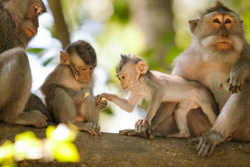 Μαϊμούδες στο δάσος Ubud, Μπαλί στοκ εικόνες