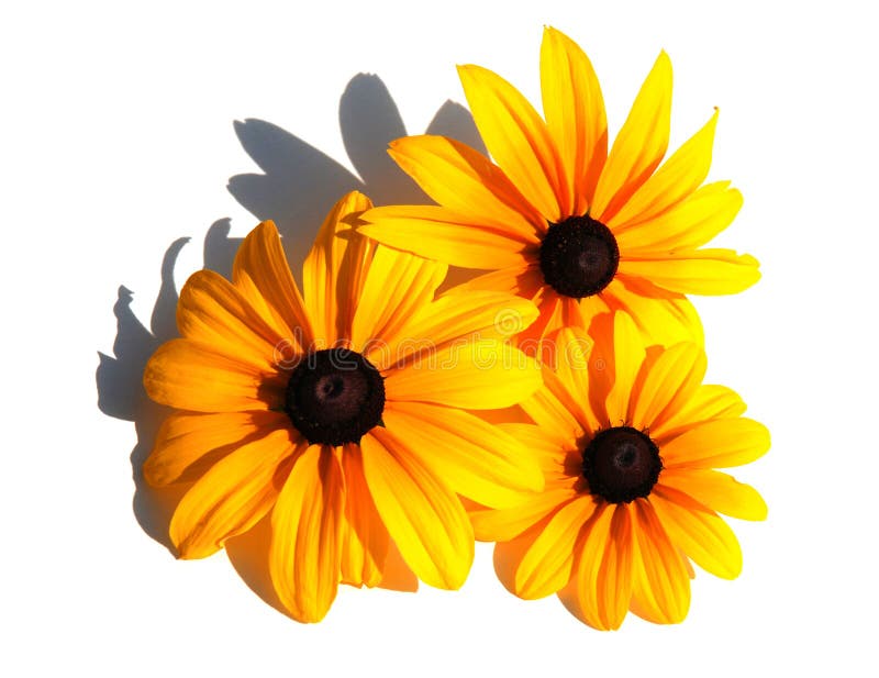 μαύρα eyed susans στοκ φωτογραφίες με δικαίωμα ελεύθερης χρήσης μαύρα eyed susans στοκ φωτογραφίες με δικαίωμα ελεύθερης χρήσης