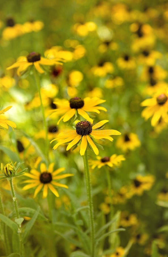 Field of Black Eyed Susan Flowers. Field of Black Eyed Susan Flowers