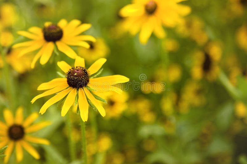 Field of Black Eyed Susan Flowers. Field of Black Eyed Susan Flowers