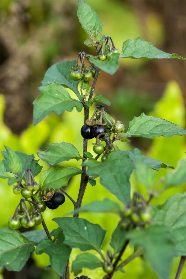 Μαύρα μούρα nightshade στοκ φωτογραφία Μαύρα μούρα nightshade στοκ φωτογραφία