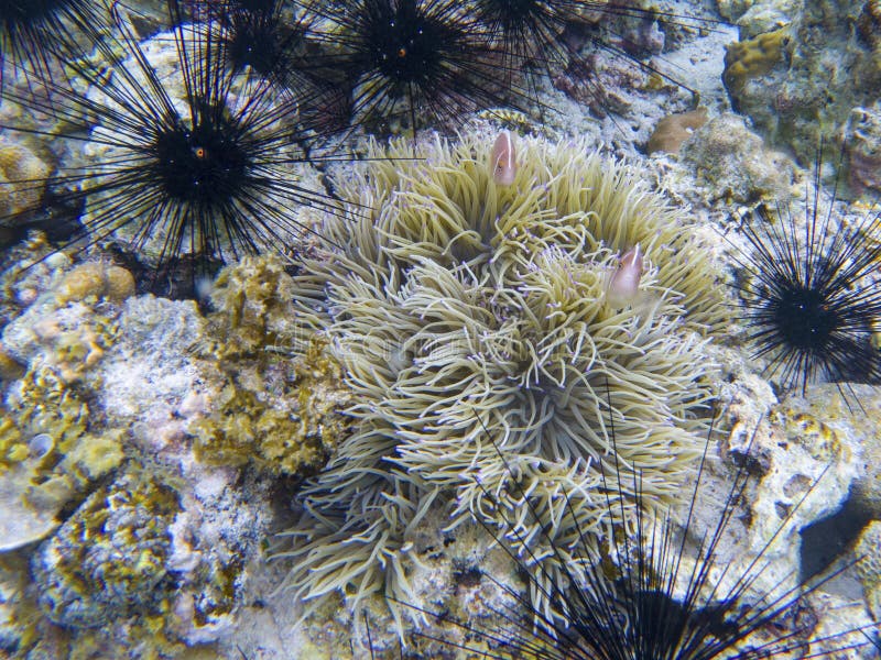 Μαύρα σκανταλιάρικα παιδιά και πορτοκάλι clownfish στο ακτηνία Υποβρύχια φωτογραφία κοραλλιογενών υφάλων Τροπική κολύμβηση με ανα στοκ εικόνα Μαύρα σκανταλιάρικα παιδιά και πορτοκάλι clownfish στο ακτηνία Υποβρύχια φωτογραφία κοραλλιογενών υφάλων Τροπική κολύμβηση με ανα στοκ εικόνα