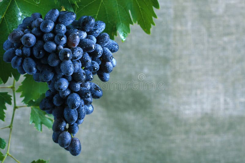 Black grape cluster with leaves 1. Black grape cluster with leaves 1