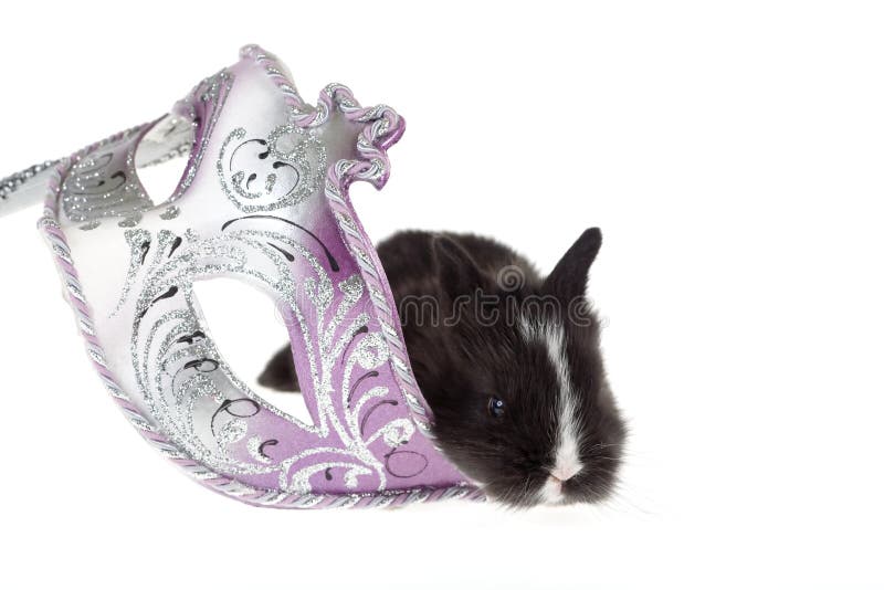 μαύρη bunny μάσκα Βενετός καρνα& στοκ φωτογραφία με δικαίωμα ελεύθερης χρήσης