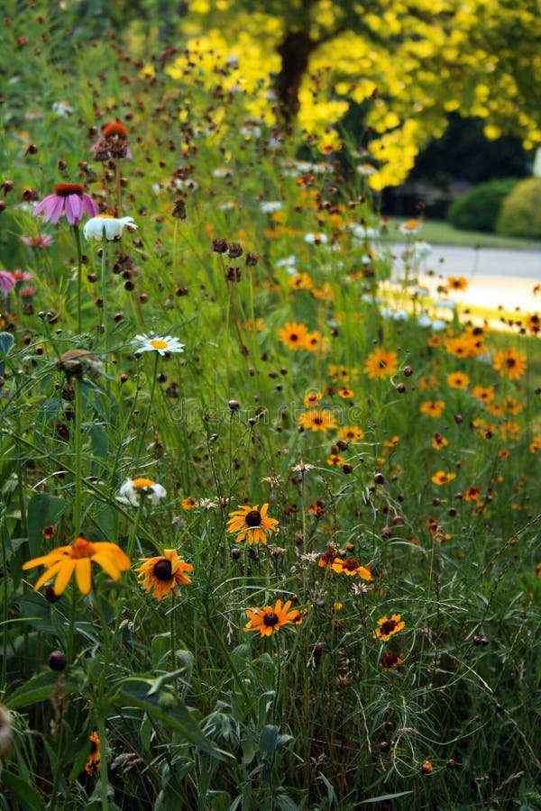 Black Eyed Susan daisy purple colored cone Flowers in a field of wild flowers vertical. Black Eyed Susan daisy purple colored cone Flowers in a field of wild flowers vertical