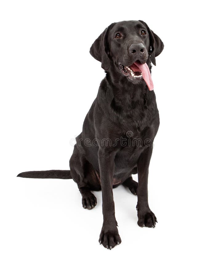 μαύρη retriever του Λαμπραντόρ σκυλιών έξω γλώσσα στοκ φωτογραφία με δικαίωμα ελεύθερης χρήσης