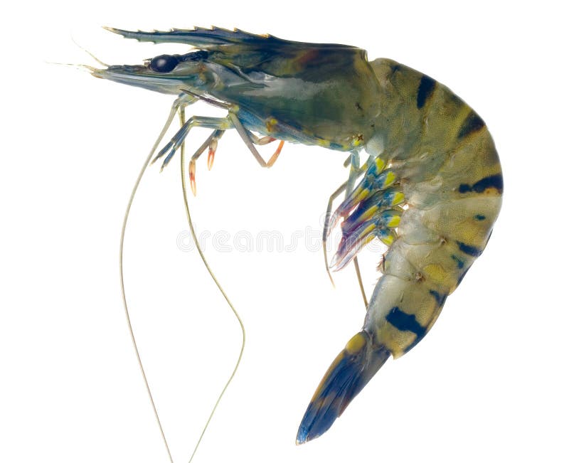 Raw black tiger prawn isolated on white background. Raw black tiger prawn isolated on white background