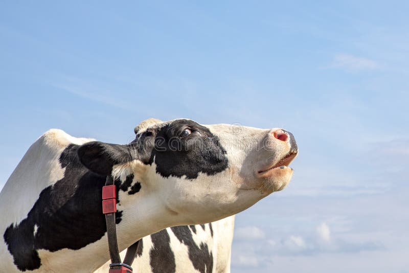 Black and white cow does moo with her head uplifted, collar and blue sky. Black and white cow does moo with her head uplifted, collar and blue sky