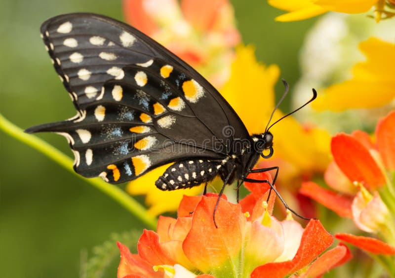 Μαύρη πεταλούδα Swallowtail που σκαρφαλώνει σε ένα ινδικό λουλούδι πινέλων στοκ εικόνες