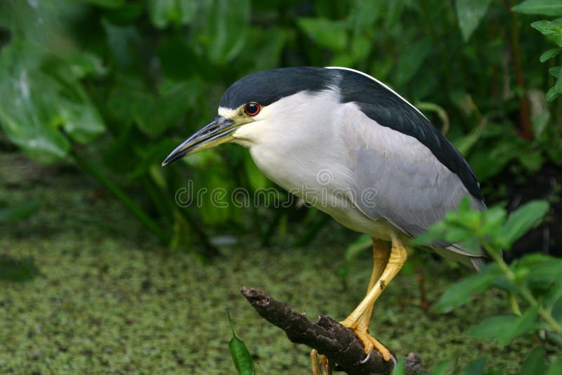 Black crowned night heron (Nycticorax nycticorax) standing on log, Corkscrew Swamp Sanctuary. Black crowned night heron (Nycticorax nycticorax) standing on log, Corkscrew Swamp Sanctuary