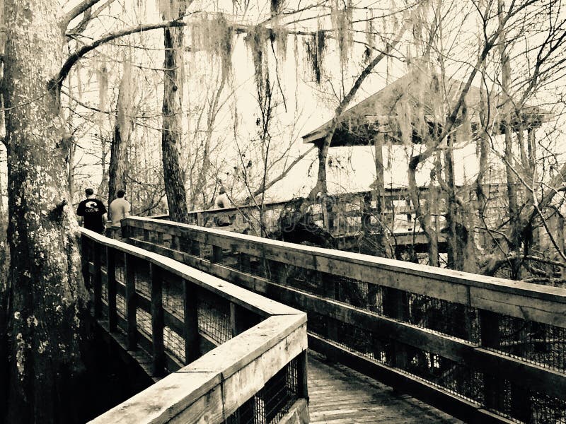 Μαύρο Bayou στοκ εικόνες με δικαίωμα ελεύθερης χρήσης Μαύρο Bayou στοκ εικόνες με δικαίωμα ελεύθερης χρήσης