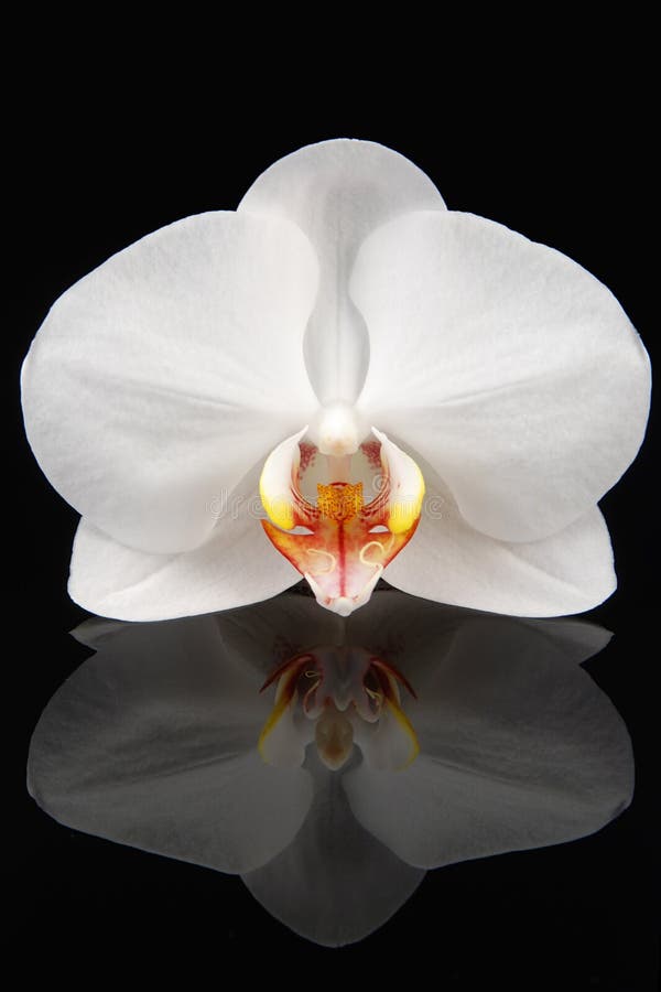 μαύρο orchid λευκό