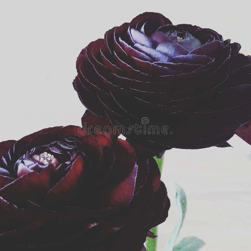 Μαύρο ranunkulus. Σκοτεινά λουλούδια στο άσπρο υπόβαθρο