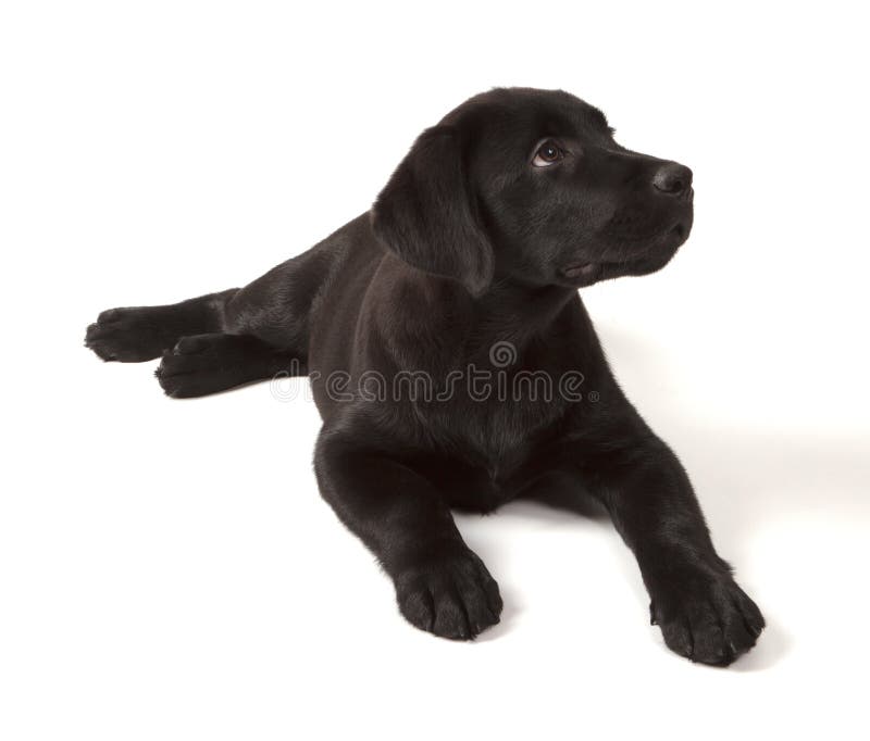 μαύρο retriever κουταβιών του Λαμπραντόρ στοκ εικόνα με δικαίωμα ελεύθερης χρήσης
