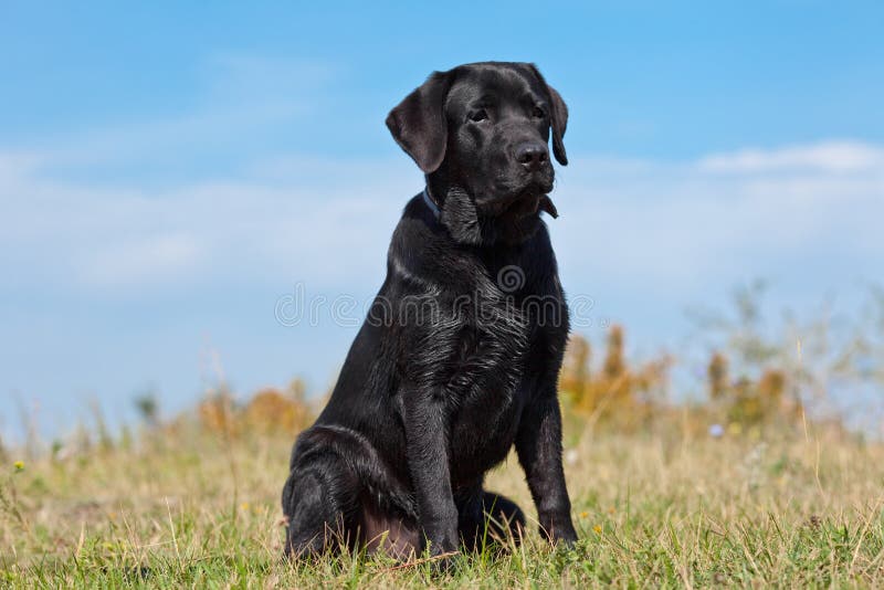 μαύρο retriever του Λαμπραντόρ στοκ εικόνες