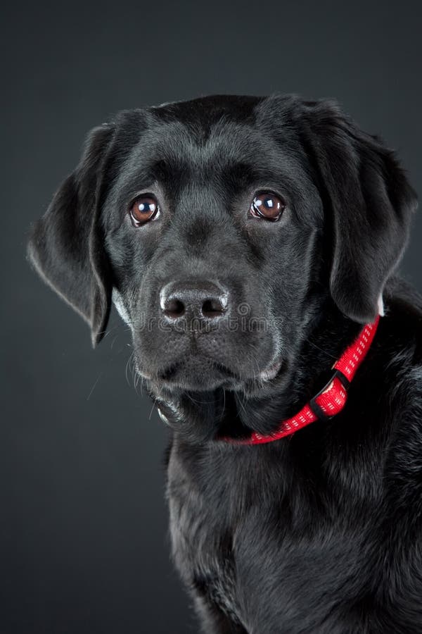 μαύρο retriever του Λαμπραντόρ στοκ φωτογραφίες