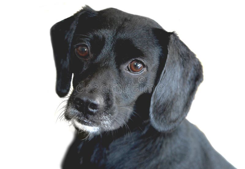 μαύρο retriever του Λαμπραντόρ στοκ φωτογραφίες με δικαίωμα ελεύθερης χρήσης