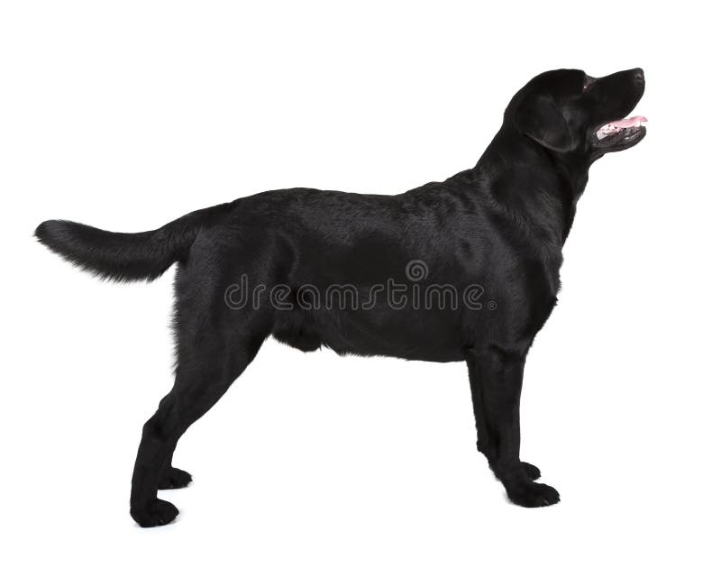 Μαύρο retriever του Λαμπραντόρ στοκ φωτογραφία με δικαίωμα ελεύθερης χρήσης