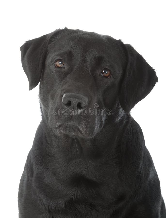 Μαύρο retriever του Λαμπραντόρ στοκ εικόνα