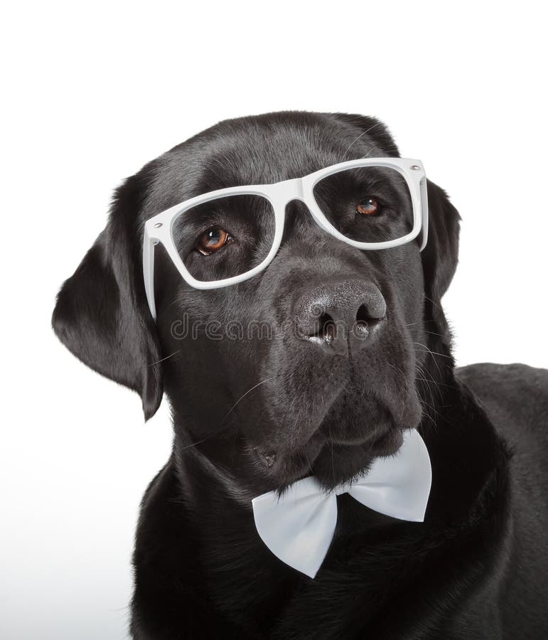 Μαύρο Retriever του Λαμπραντόρ στοκ φωτογραφίες με δικαίωμα ελεύθερης χρήσης