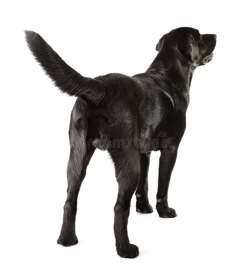 Μαύρο Retriever του Λαμπραντόρ στοκ εικόνες