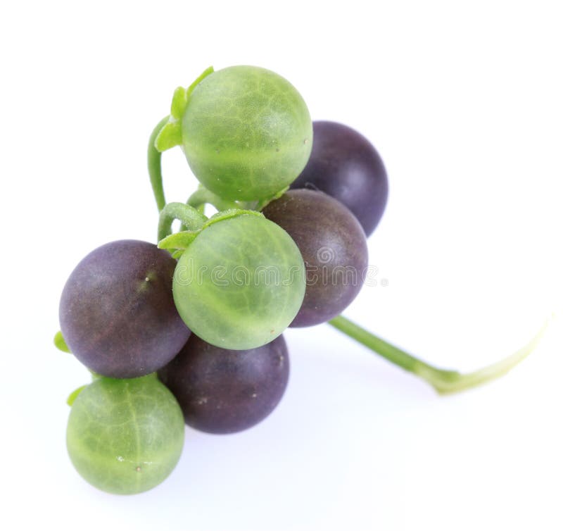 Μαύρο Solanum nightshade nigrum στοκ φωτογραφία με δικαίωμα ελεύθερης χρήσης Μαύρο Solanum nightshade nigrum στοκ φωτογραφία με δικαίωμα ελεύθερης χρήσης