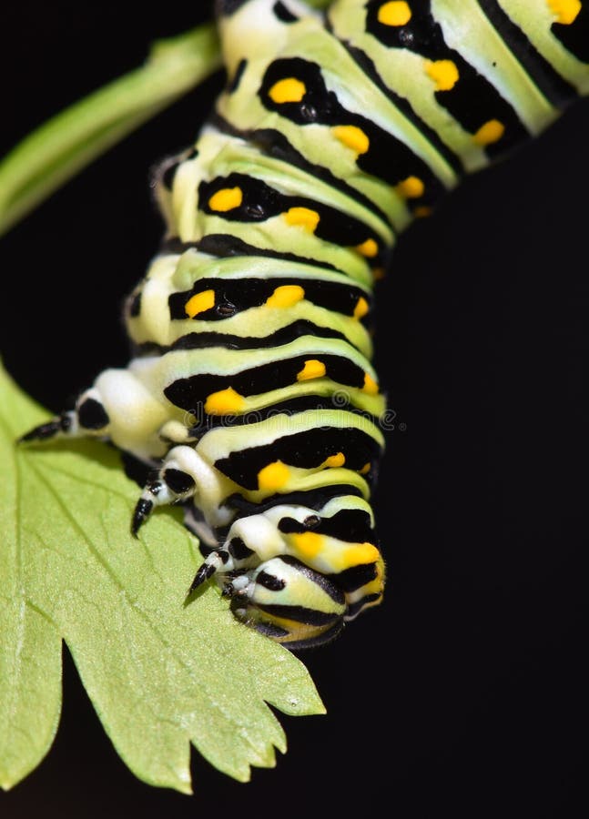 Μαύρο Swallowtail Caterpillar - προνύμφη πεταλούδων, αποκαλούμενη επίσης σκουλήκι μαϊντανού στοκ εικόνες Μαύρο Swallowtail Caterpillar - προνύμφη πεταλούδων, αποκαλούμενη επίσης σκουλήκι μαϊντανού στοκ εικόνες