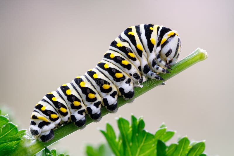 Μαύρο Swallowtail Caterpillar στο μαϊντανό στοκ φωτογραφίες Μαύρο Swallowtail Caterpillar στο μαϊντανό στοκ φωτογραφίες