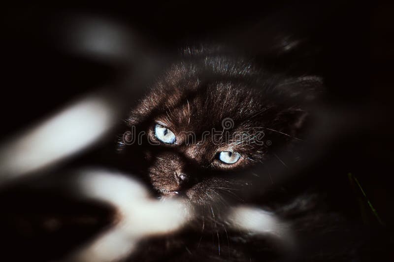Μαύρο γατάκι πίσω από τα κάγκελα