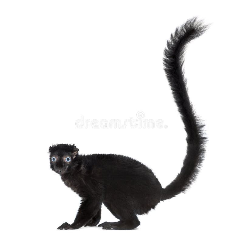 Blue-eyed black lemur, isolated on white. Blue-eyed black lemur, isolated on white