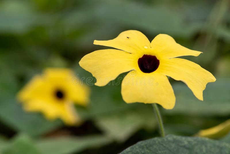 Black eye Susan vine thunbergia alata flowers in bloom. Black eye Susan vine thunbergia alata flowers in bloom