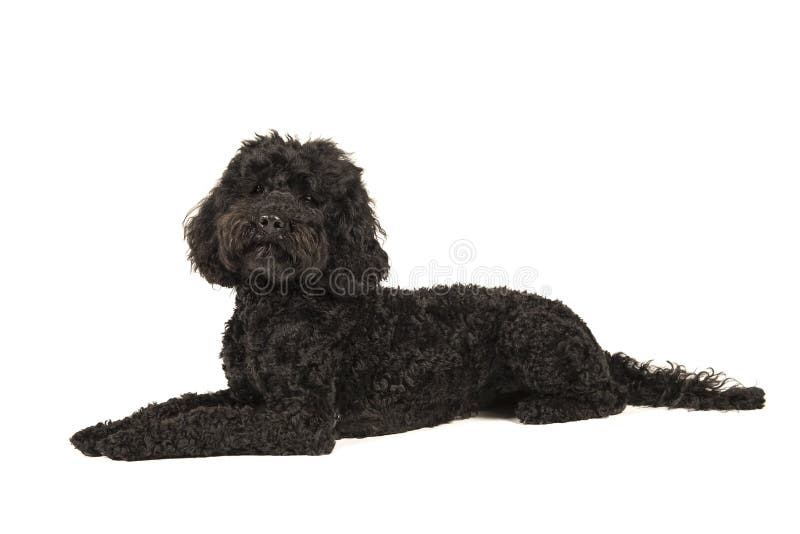 Μαύρο ξάπλωμα labradoodle, που φαίνεται επάνω απομονωμένο σε μια λευκιά ΤΣΕ στοκ φωτογραφίες Μαύρο ξάπλωμα labradoodle, που φαίνεται επάνω απομονωμένο σε μια λευκιά ΤΣΕ στοκ φωτογραφίες