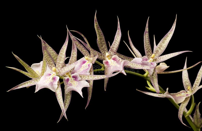 μαύρο πράσινο orchid ανασκόπηση&sig στοκ εικόνες με δικαίωμα ελεύθερης χρήσης μαύρο πράσινο orchid ανασκόπηση&sig στοκ εικόνες με δικαίωμα ελεύθερης χρήσης