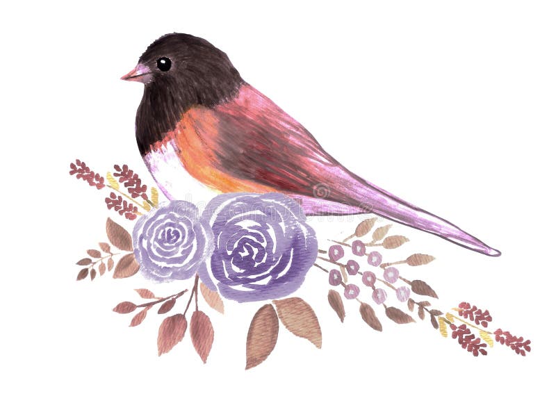 Dark eyed Junco and perennial flowering plant watercolor painting. Dark eyed Junco and perennial flowering plant watercolor painting.