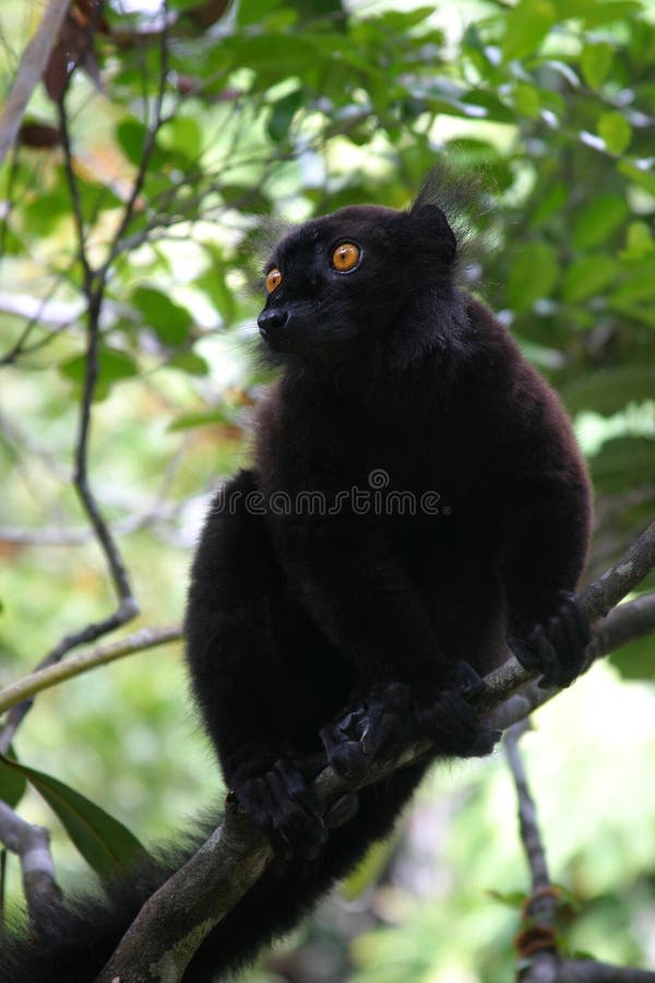 Black lemur in Madagascar. Black lemur in Madagascar