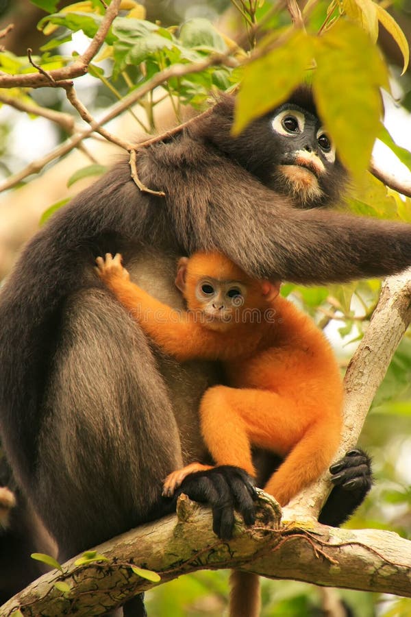 Με γυαλιά συνεδρίαση langur σε ένα δέντρο με ένα μωρό, λουρί Natio ANG στοκ φωτογραφία με δικαίωμα ελεύθερης χρήσης