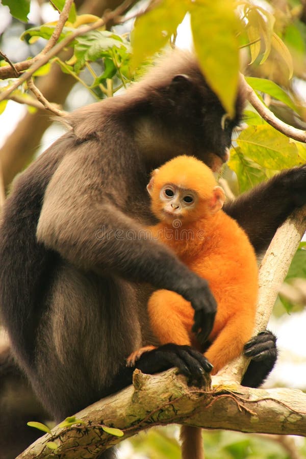 Με γυαλιά συνεδρίαση langur σε ένα δέντρο με ένα μωρό, λουρί Natio ANG στοκ φωτογραφία με δικαίωμα ελεύθερης χρήσης