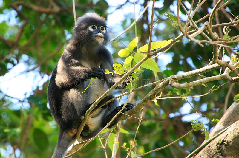 Με γυαλιά συνεδρίαση langur σε ένα δέντρο, λουρί εθνικό θαλάσσιο Π ANG στοκ εικόνα