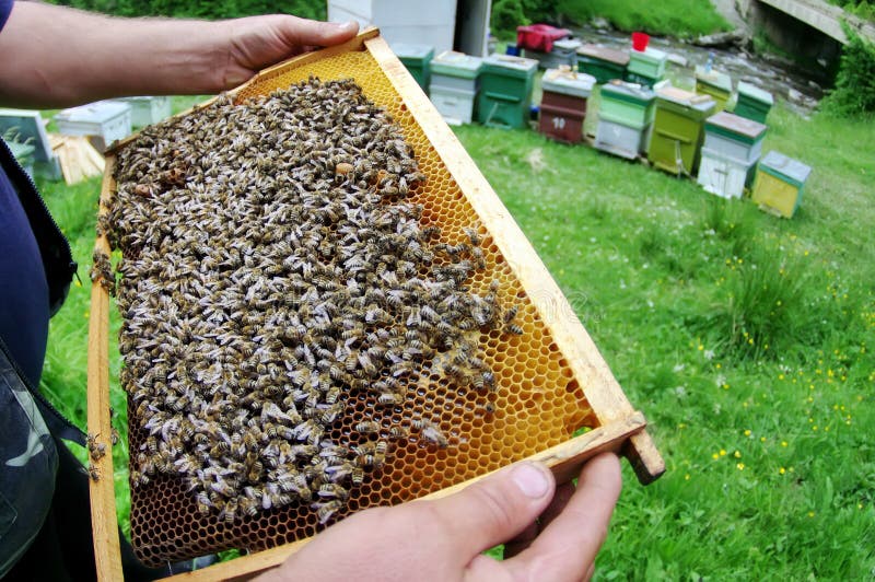 Μελισσοκόμος και μέλισσες στην κηρήθρα