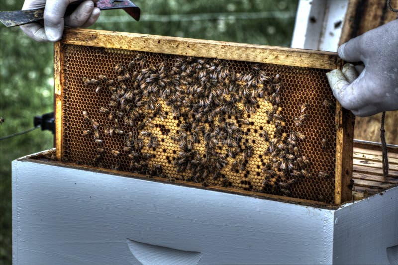 Μελισσοκόμος που αφαιρεί τη χτένα για την επιθεώρηση