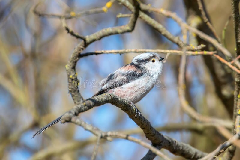 Με μακριά ουρά tit στο caudatus Aegithalos κλάδων χαριτωμένο λίγο πουλί στοκ φωτογραφία με δικαίωμα ελεύθερης χρήσης Με μακριά ουρά tit στο caudatus Aegithalos κλάδων χαριτωμένο λίγο πουλί στοκ φωτογραφία με δικαίωμα ελεύθερης χρήσης