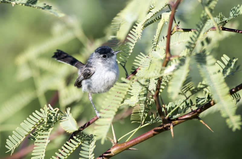 Με μαύρη ουρά πουλί Gnatcatcher, Tucson Αριζόνα στοκ εικόνα Με μαύρη ουρά πουλί Gnatcatcher, Tucson Αριζόνα στοκ εικόνα