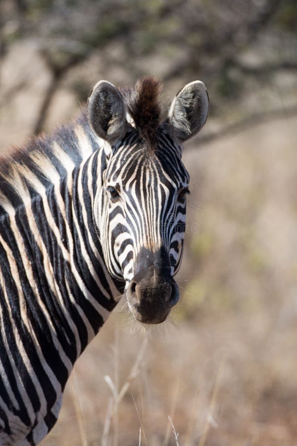 Με ραβδώσεις στο εθνικό πάρκο Kruger στοκ φωτογραφία με δικαίωμα ελεύθερης χρήσης Με ραβδώσεις στο εθνικό πάρκο Kruger στοκ φωτογραφία με δικαίωμα ελεύθερης χρήσης