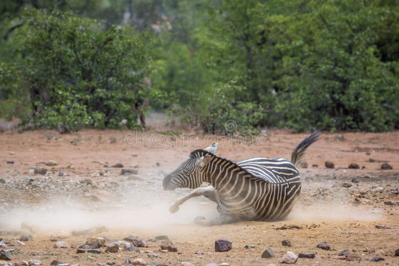 Με ραβδώσεις πεδιάδων στο εθνικό πάρκο Kruger, Νότια Αφρική στοκ εικόνα Με ραβδώσεις πεδιάδων στο εθνικό πάρκο Kruger, Νότια Αφρική στοκ εικόνα