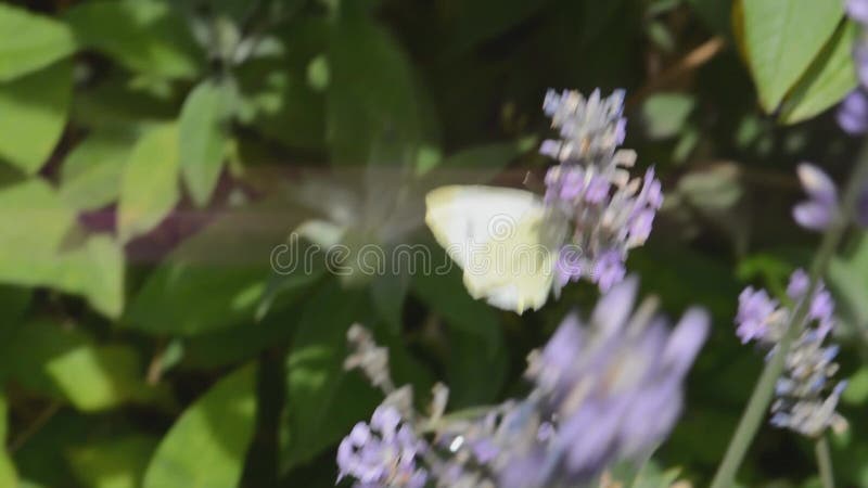 Μεγάλα άσπρα brassicae Pieris πεταλούδων