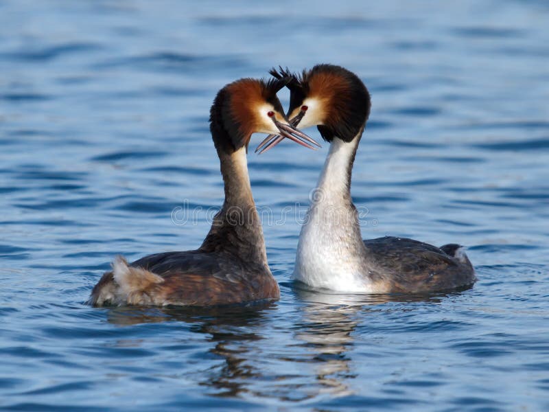 Μεγάλη λοφιοφόρη ερωτοτροπία παπιών grebe στοκ εικόνες