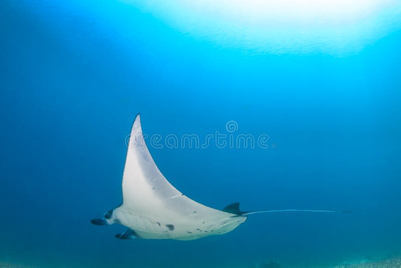 Μεγάλο Manta Ray στο μπλε νερό στοκ φωτογραφία με δικαίωμα ελεύθερης χρήσης Μεγάλο Manta Ray στο μπλε νερό στοκ φωτογραφία με δικαίωμα ελεύθερης χρήσης