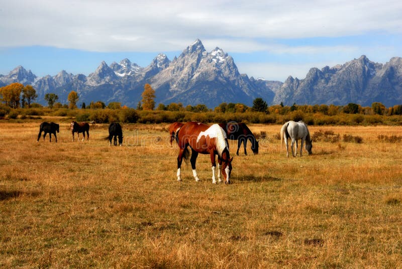 Μεγάλο αγρόκτημα αλόγων Teton στοκ φωτογραφίες Μεγάλο αγρόκτημα αλόγων Teton στοκ φωτογραφίες