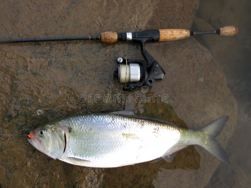 Μεγάλο αμερικανικό Shad από Potomac στοκ εικόνα Μεγάλο αμερικανικό Shad από Potomac στοκ εικόνα